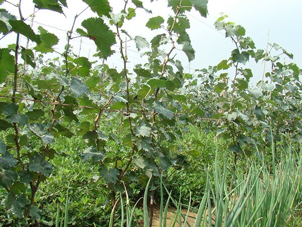 两年生巨峰葡萄苗