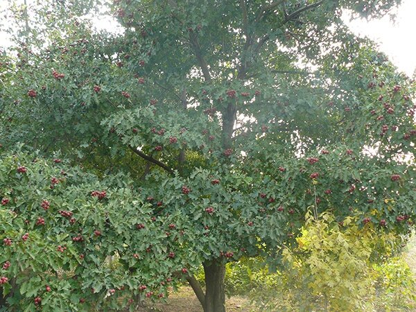 山楂树