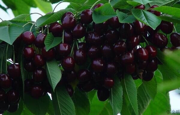 黑珍珠樱桃