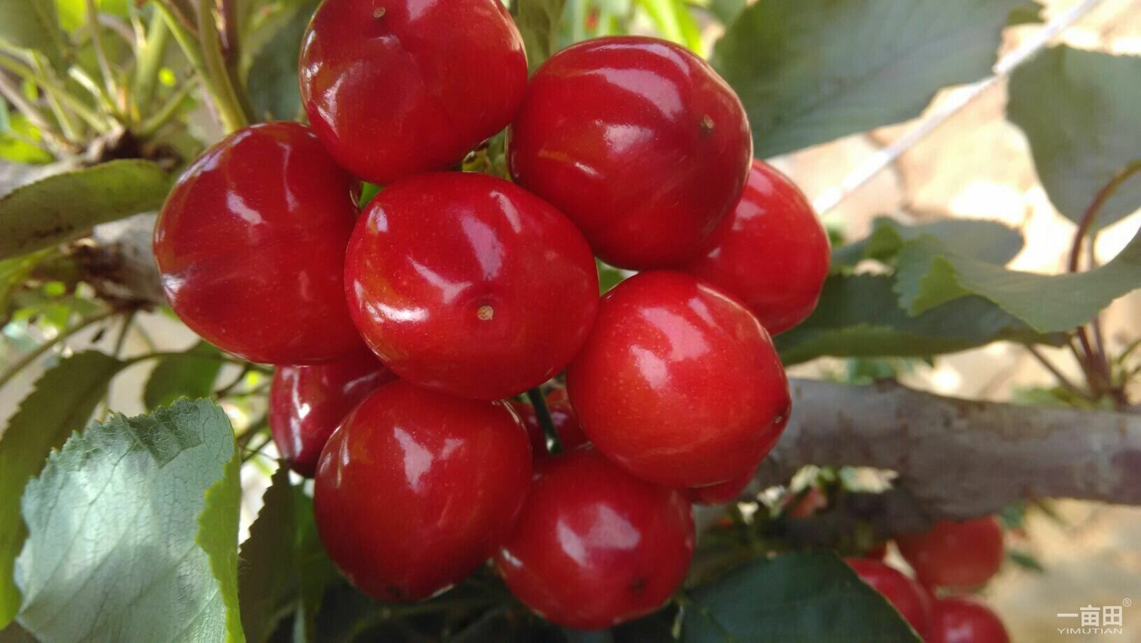 美早大樱桃