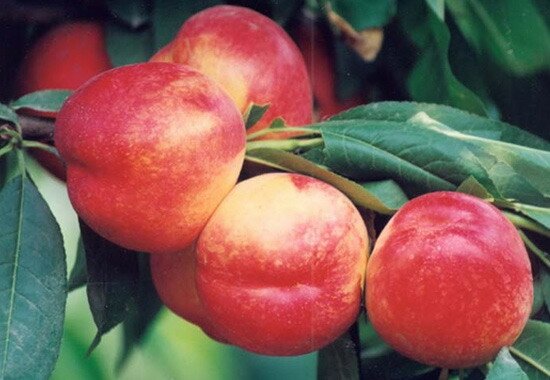 超红珠油桃
