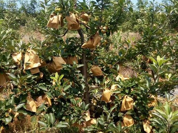 三年生矮苹果苗