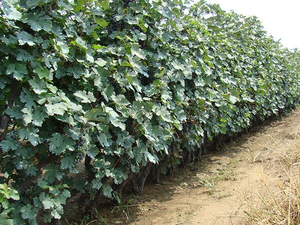 多年生赤霞珠葡萄苗1