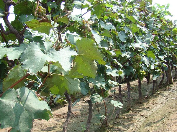 多年生红提葡萄苗